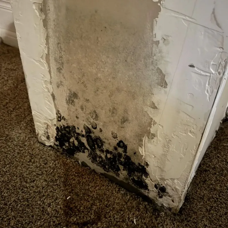 Professional Mold Removal in Belington, WV